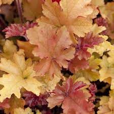 heuchera-marmelade-1.jpg