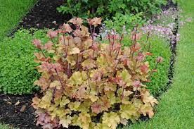 heuchera-marmelade-2.jpg