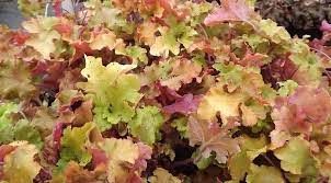 heuchera-marmelade-4.jpg