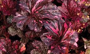 heuchera-midnight-rose-1.jpg