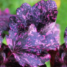 heuchera-midnight-rose-2.jpg