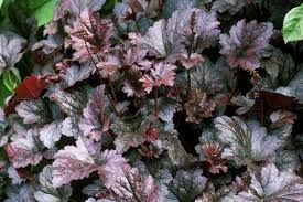 heuchera-palace-purple-1.jpg