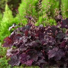 heuchera-palace-purple-2.jpg