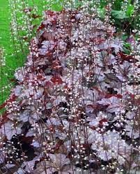 heuchera-palace-purple-3.jpg