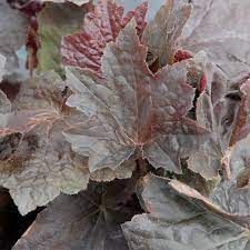 heuchera-palace-purple-4.jpg