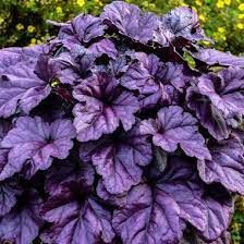 heuchera-wildberry-1.jpg