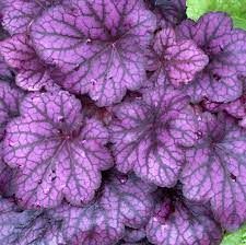 heuchera-wildberry-2.jpg