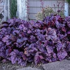 heuchera-wildberry-3.jpg