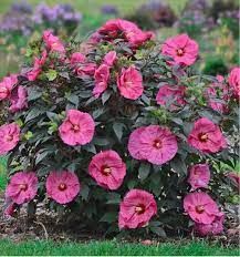 Hibiscus des marais 'Berry Awesome'