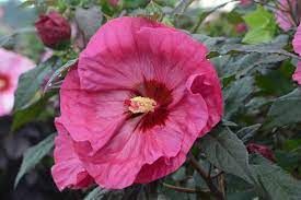 hibiscus-berry-awesome-2.jpg
