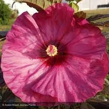 hibiscus-berry-awesome-3.jpg