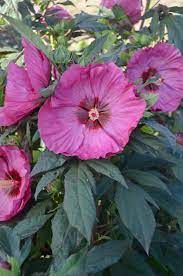 hibiscus-berry-awesome-4.jpg