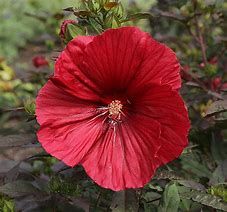 Hibiscus des marais 'Midnight Marvel'