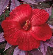 hibiscus-moscheutos-midnight-marvel-2.jpg