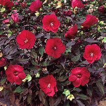 hibiscus-moscheutos-midnight-marvel-3.jpg