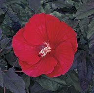 hibiscus-moscheutos-midnight-marvel-4.jpg