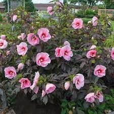 Hibiscus des marais 'Pink Candy'