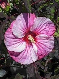 hibiscus-pink-candy-2.jpg