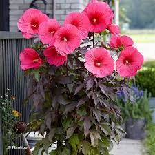 hibiscus-pink-candy-3.jpg