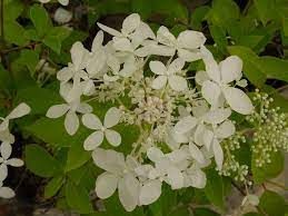 Hortensia paniculé 'Dentelle de Goron'