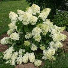 hortensia-dentelle-de-goron-3.jpg