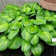 Hosta x 'Avocado'