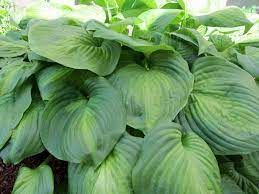 hosta-x-avocado-2.jpg