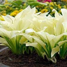 Hosta x 'White Feather'