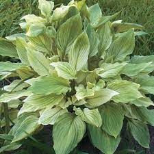 hosta-x-white-feather-2.jpg