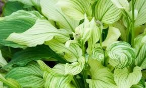 hosta-x-white-feather-3.jpg