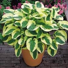 Hosta x 'Wide Brim'