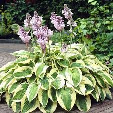 hosta-x-wide-brim-2.jpg