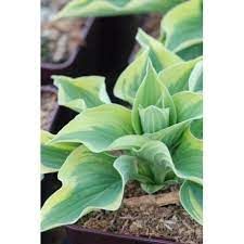 hosta-x-wide-brim-3.jpg