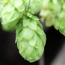 Houblon 