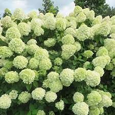 Hortensia paniculé 'Little Lime'