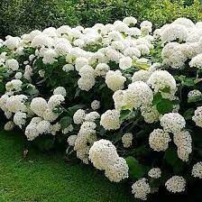 Hortensia arborescent 'Annabelle'