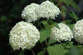 hydrangea-arborescens-annabelle-2.jpg