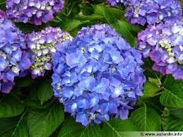 Hortensia macrophylle bleu, rose, rouge