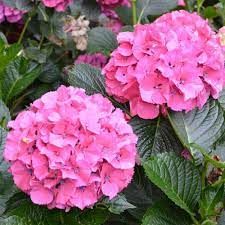 hydrangea-macrophylla-2.jpg