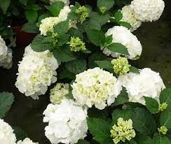 hydrangea-macrophylla-3.jpg