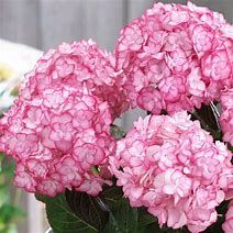 Hortensia ' Miss Saori You And Me'