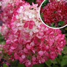 Hortensia paniculé 'Diamant rouge'