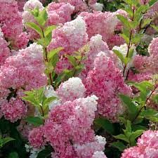 Hortensia paniculé 'Sundea Fraise'