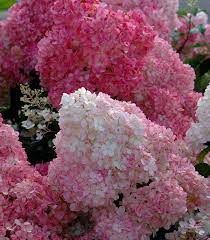 hydrangea-paniculata-sundea-fraise-2.jpg