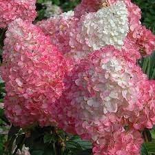 Hortensia paniculé 'Vanille Fraise'