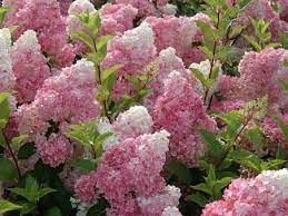 hydrangea-paniculata-vanille-fraise-2.jpg