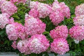 hydrangea-paniculata-vanille-fraise-3.jpg