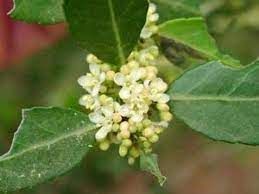 ilex-vomitoria-nana-3_0.jpg