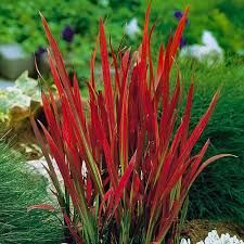 imperata-red-baron-1.jpg