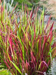 imperata-red-baron-2.jpg